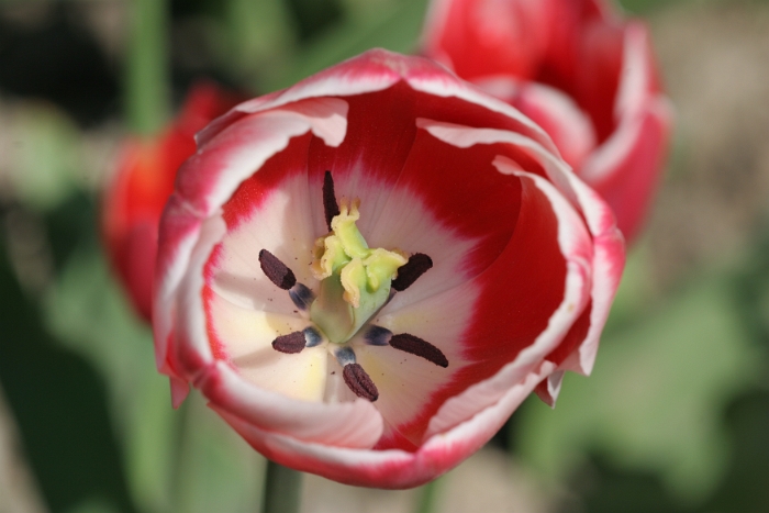 Tulipes a Morges 2007 - 194